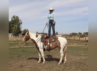 Draft Horse Blandning, Valack, 7 år, 163 cm, Pinto