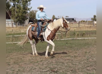 Draft Horse Blandning, Valack, 7 år, 163 cm, Pinto