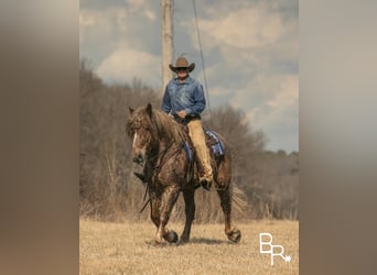 Draft Horse, Valack, 7 år, 163 cm, Rödskimmel