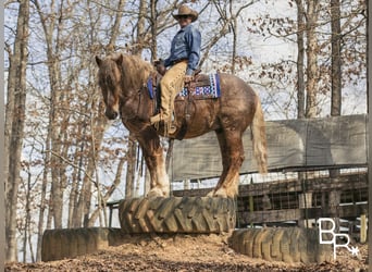 Draft Horse, Valack, 7 år, 163 cm, Rödskimmel