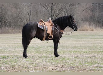 Draft Horse, Valack, 7 år, 163 cm, Svart
