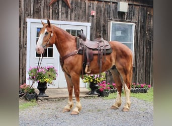 Draft Horse Blandning, Valack, 7 år, 165 cm, Fux