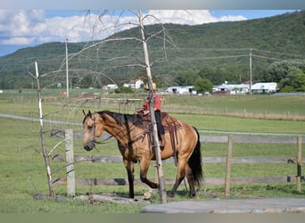 Draft Horse Blandning, Valack, 7 år, 165 cm, Gulbrun