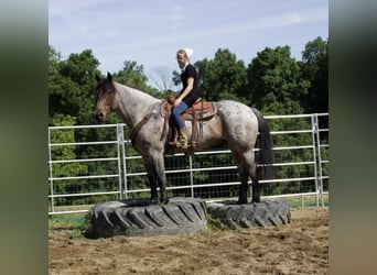 Draft Horse Blandning, Valack, 7 år, 168 cm, Brunskimmel