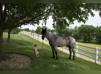 Draft Horse Blandning, Valack, 7 år, 168 cm, Brunskimmel