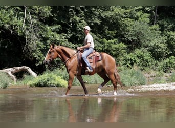 Draft Horse Blandning, Valack, 7 år, 168 cm, Fux