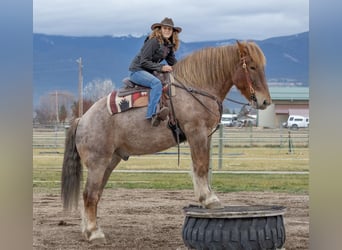 Draft Horse Blandning, Valack, 7 år, 168 cm, Rödskimmel