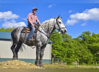 Draft Horse, Valack, 7 år, 170 cm, Gråskimmel