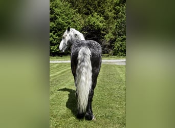 Draft Horse, Valack, 7 år, 170 cm, Gråskimmel