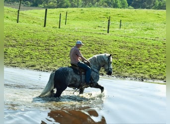 Draft Horse, Valack, 7 år, 170 cm, Gråskimmel