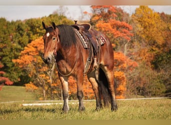 Draft Horse Blandning, Valack, 7 år, 178 cm, Brun