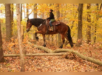 Draft Horse Blandning, Valack, 7 år, 178 cm, Brun