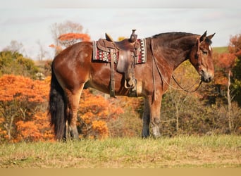 Draft Horse Blandning, Valack, 7 år, 178 cm, Brun