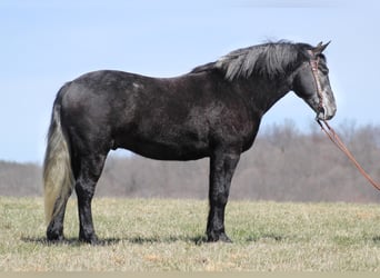 Draft Horse, Valack, 7 år, Grå