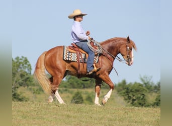 Draft Horse, Valack, 7 år, Overo-skäck-alla-färger