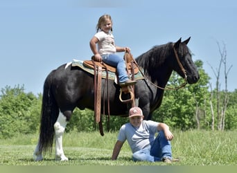 Draft Horse Blandning, Valack, 7 år