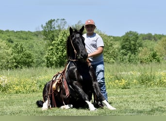 Draft Horse Blandning, Valack, 7 år