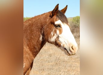 Draft Horse Blandning, Valack, 8 år, 142 cm, Brunskimmel