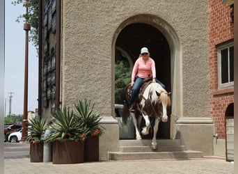 Draft Horse, Valack, 8 år, 145 cm, Rödskimmel