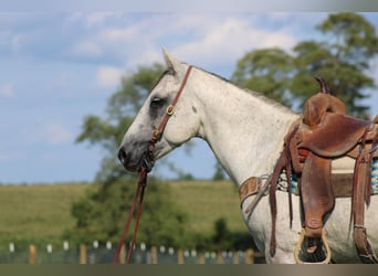 Draft Horse, Valack, 8 år, 152 cm, Gråskimmel