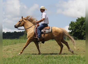 Draft Horse, Valack, 8 år, 155 cm, Palomino