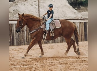 Draft Horse Blandning, Valack, 8 år, 157 cm, Fux