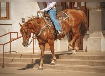 Draft Horse Blandning, Valack, 8 år, 157 cm, Fux