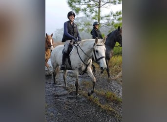 Draft Horse Blandning, Valack, 8 år, 157 cm, Grå