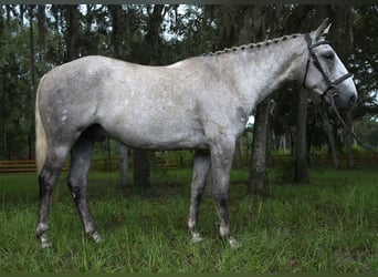 Draft Horse Blandning, Valack, 8 år, 157 cm, Grå