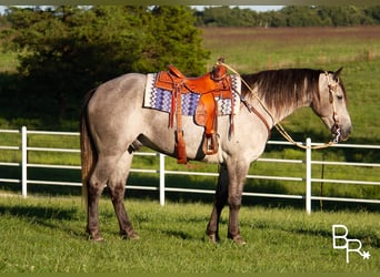 Draft Horse, Valack, 8 år, 157 cm, Gråskimmel