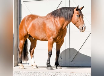 Draft Horse Blandning, Valack, 8 år, 160 cm, Brun