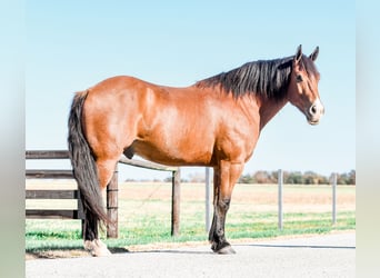 Draft Horse Blandning, Valack, 8 år, 160 cm, Brun