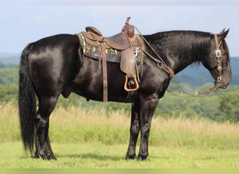 Draft Horse Blandning, Valack, 8 år, 160 cm, Svart