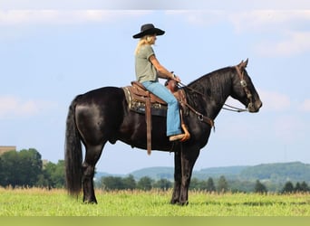Draft Horse Blandning, Valack, 8 år, 160 cm, Svart