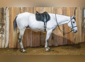 Draft Horse Blandning, Valack, 8 år, 163 cm, Grå