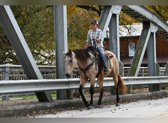 Draft Horse Blandning, Valack, 8 år, 163 cm, Gulbrun