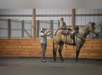 Draft Horse Blandning, Valack, 8 år, 163 cm, Gulbrun