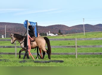 Draft Horse Blandning, Valack, 8 år, 163 cm, Gulbrun