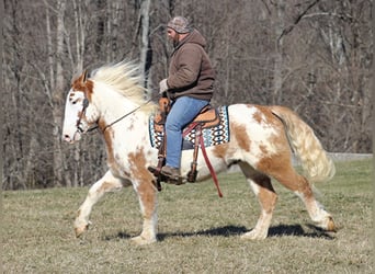 Draft Horse, Valack, 8 år, 163 cm, Overo-skäck-alla-färger