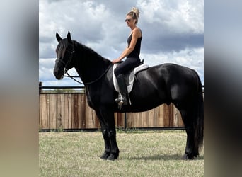 Draft Horse, Valack, 8 år, 163 cm, Svart