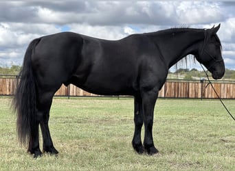 Draft Horse, Valack, 8 år, 163 cm, Svart