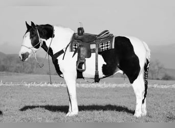 Draft Horse Blandning, Valack, 8 år, 163 cm