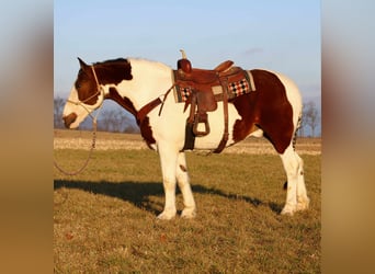 Draft Horse Blandning, Valack, 8 år, 163 cm