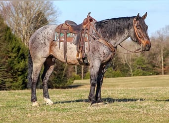 Draft Horse Blandning, Valack, 8 år, Brunskimmel