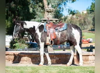 Draft Horse, Valack, 8 år, Tobiano-skäck-alla-färger