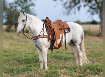 Draft Horse, Valack, 9 år, 150 cm, Grå