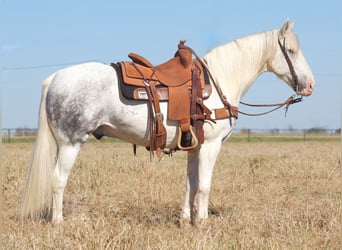 Draft Horse, Valack, 9 år, 150 cm, Grå