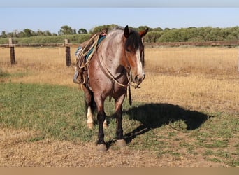 Draft Horse Blandning, Valack, 9 år, 157 cm, Brunskimmel