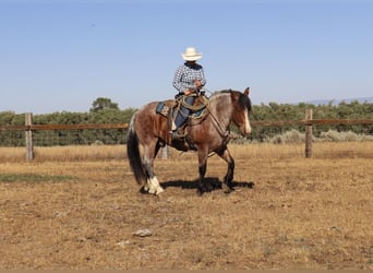 Draft Horse Blandning, Valack, 9 år, 157 cm, Brunskimmel