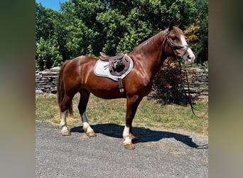 Draft Horse, Valack, 9 år, 157 cm, Fux